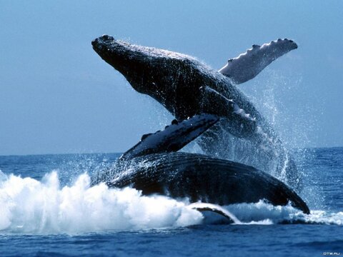 Из-за потепления количество горбатых китов увеличивается