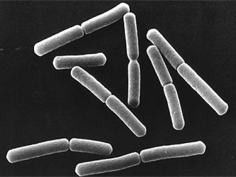 Сенная палочка помогла увидеть прошлое бактерий