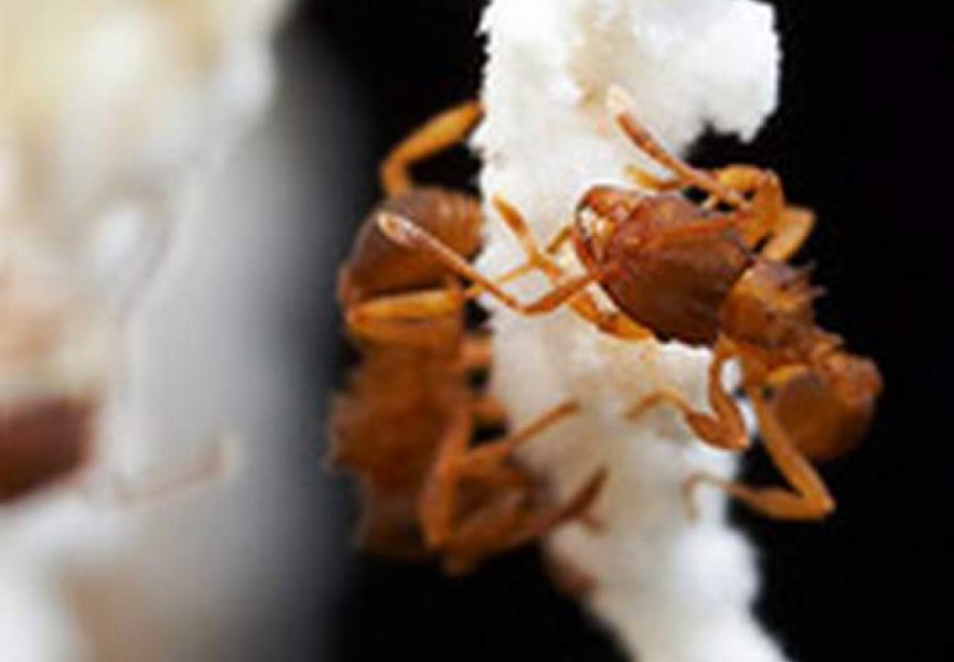 Обнаружен первый полностью женский вид муравьёв