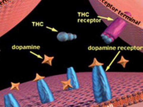 Мозг вырабатывает свою собственную марихуану