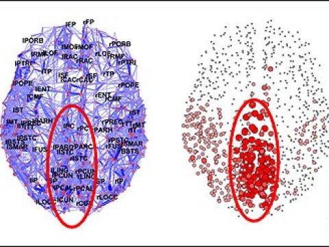 Ученые получили карту соединений нейронов коры мозга