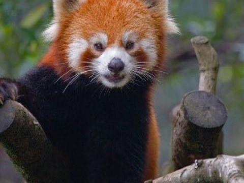 Изысканный вкус красной панды