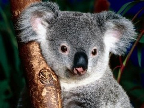 Повышение уровня углекислого газа является угрозой для коал