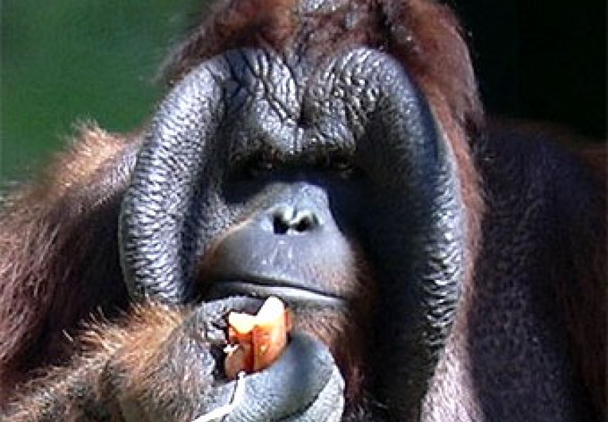 На Борнео нашли неизвестную популяцию орангутанов