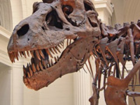 Найдено свидетельство родства тираннозавров и птиц