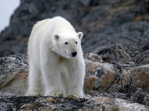 К 2050 году может исчезнуть четверть видов животных и растений - WWF