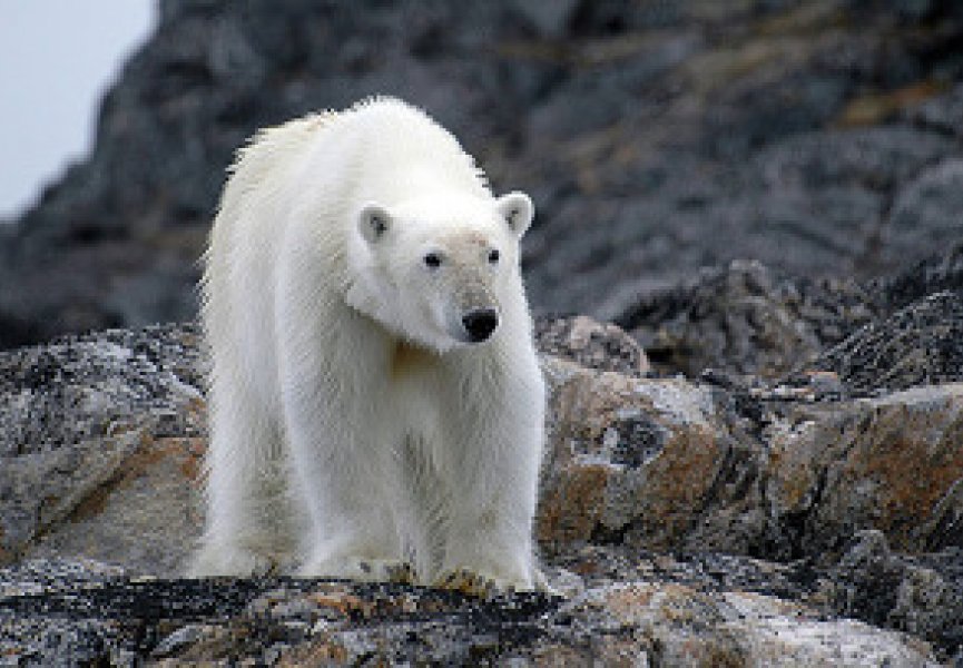 К 2050 году может исчезнуть четверть видов животных и растений - WWF