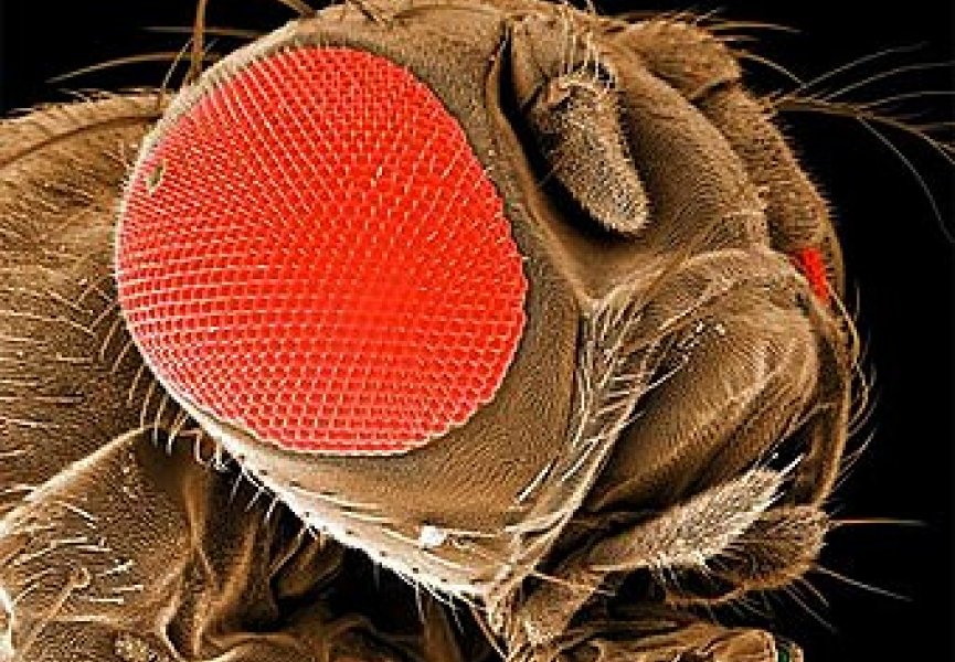 Для сохранения дрозофилы генетики решили переименовать мух