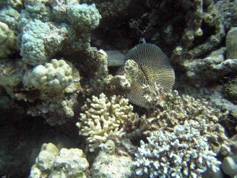 Кораллы в Японском море способны менять свой пол, когда им становится жарко