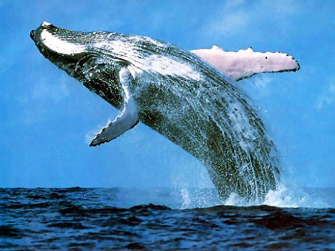 Древние киты приносили потомство на суше - ученые
