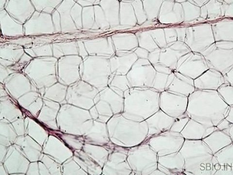 Взрослые жировые клетки могут переродиться в нервные