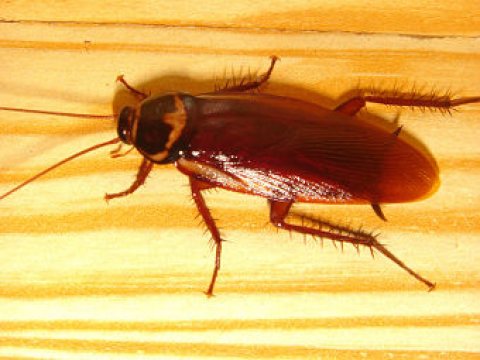 Школьники нашли в Нью-Йорке новый вид тараканов