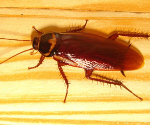 Школьники нашли в Нью-Йорке новый вид тараканов