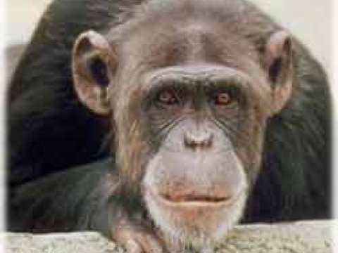 Шимпанзе болеют СПИДом