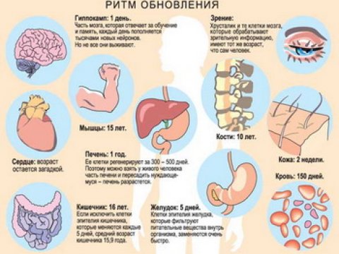 Клетки нашего тела намного младше нас самих