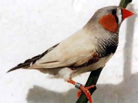 Ученые расшифровали геном певчей птички