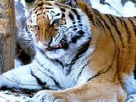Амурские тигры на грани вымирания