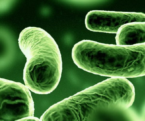 Китайские ученые научились хранить данные в бактериях