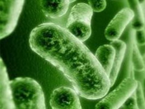 Бактерии дадут людям возможность дожить до 140 лет