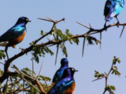 Африканские птицы перевернули правила полового отбора