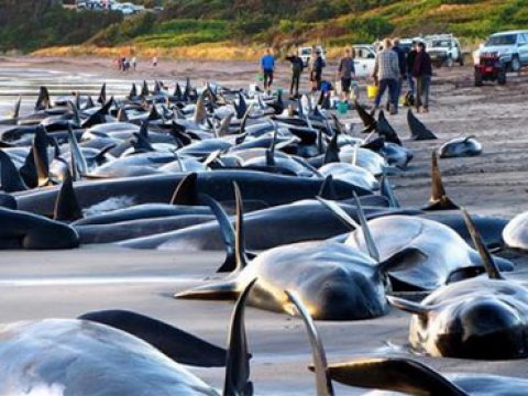 Новозелландцы спасают выбросившихся на берег черных дельфинов