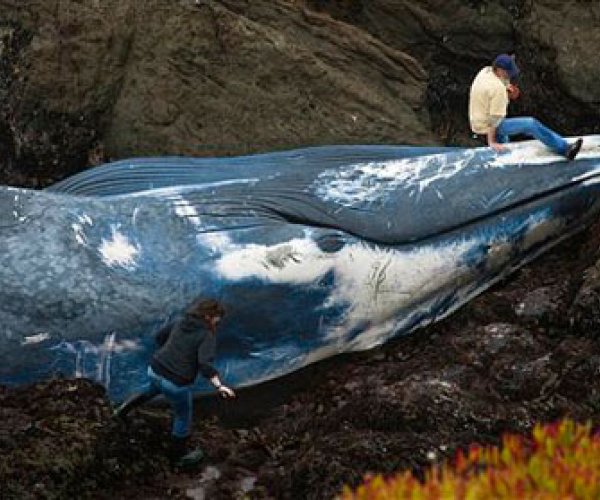На калифорнийское побережье выбросило 20-метрового синего кита