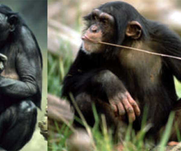 Бонобо ведут себя по-детски