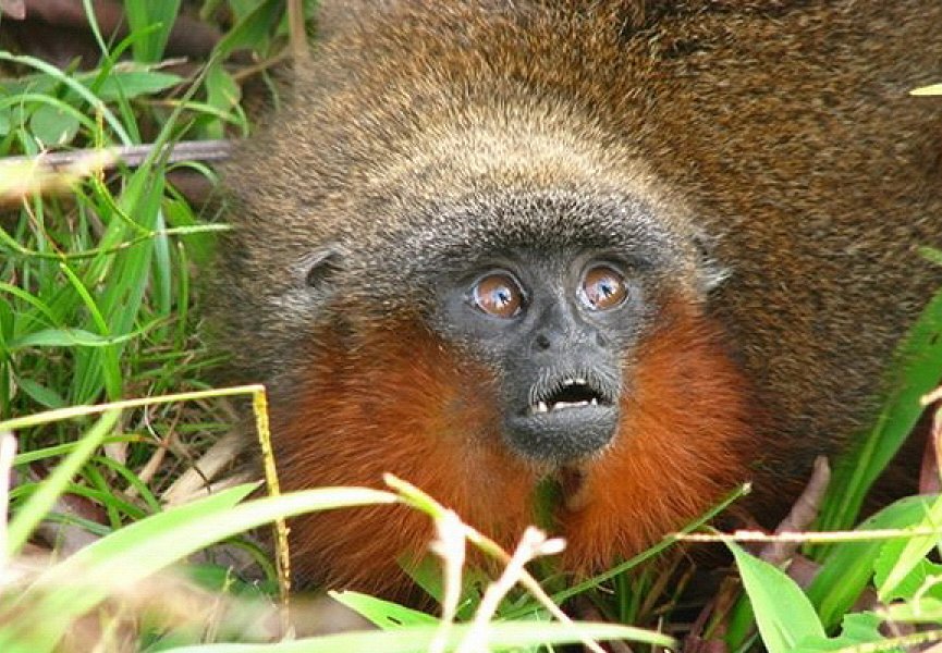 В Колумбии найден новый вид обезьян