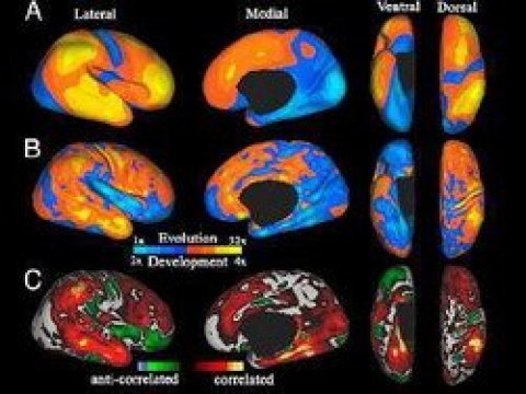 Развитие человеческого мозга представляет собой мини-эволюцию