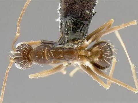 Ученые расшифровали гены сумасшедших муравьев