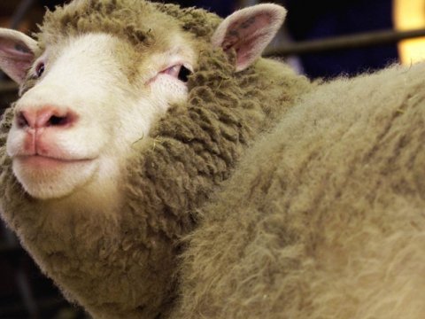 Ученые рассказали всем о клонах овечки Долли