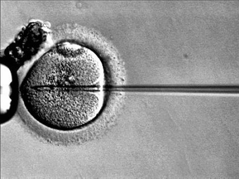 Мальчики «из пробирки» могут наследовать отцовское бесплодие