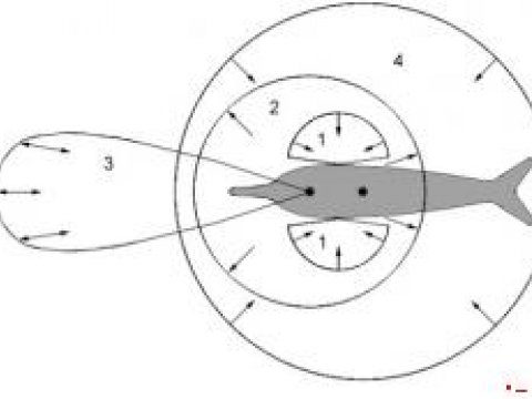 У дельфинов нашли чувство электрического поля