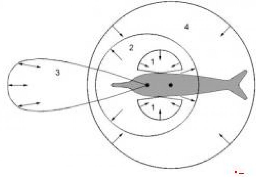 У дельфинов нашли чувство электрического поля