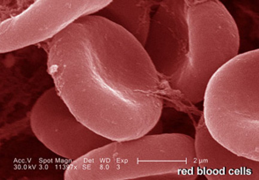 Гемоглобину подыскали замену в качестве транспортного белка