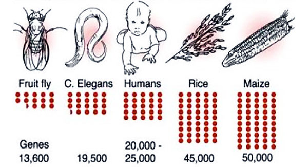 Рост размеров генома связан с увеличением сложности организмов в ходе эволюции