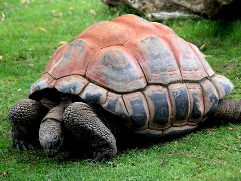Гигантские черепахи спасли хурму