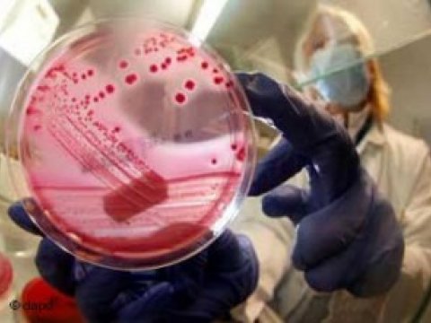 Французские ученые определили штамм бактерии E.coli