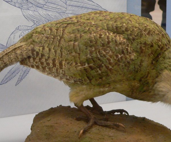 Обнаружен новый редкий вид земляного попугая