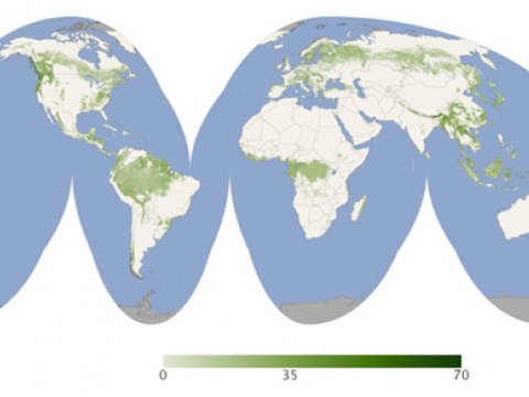 Составлена первая всемирная карта высоты лесов