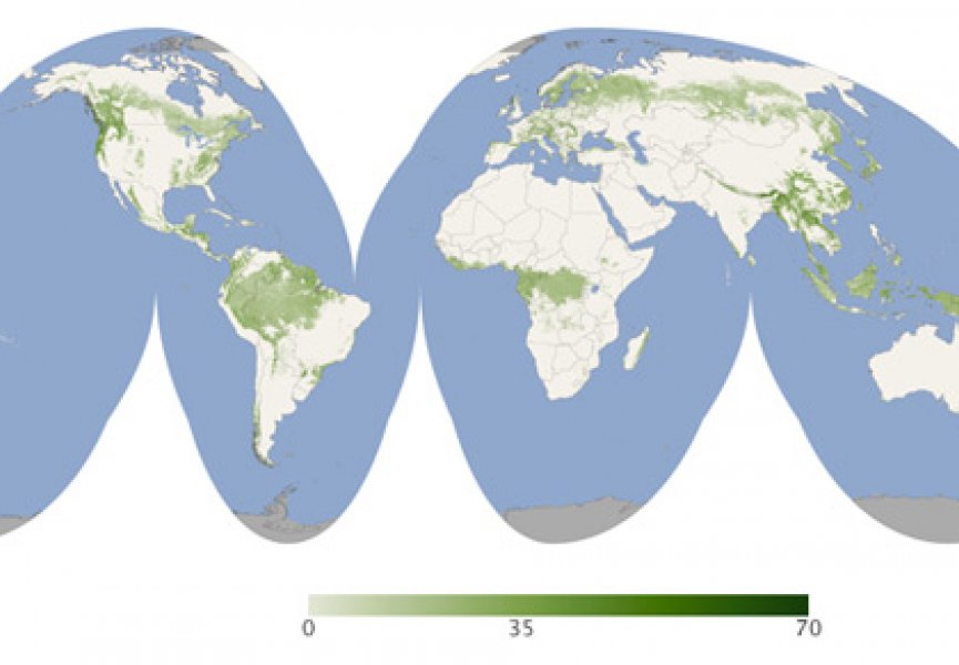Составлена первая всемирная карта высоты лесов