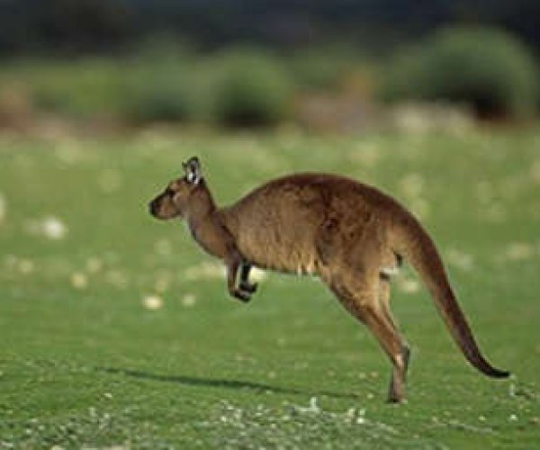 Австралийские ученые подтвердили законы эволюции на примере кенгуру