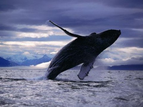 Китовые экскременты оздоравливают океан