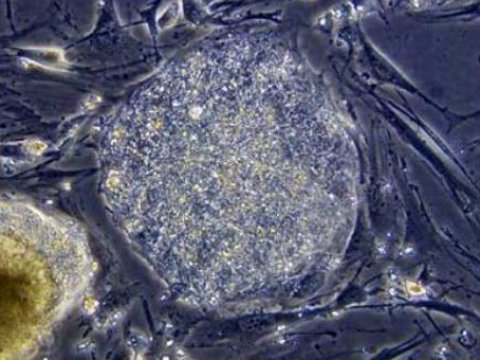 Созданы искусственные протеины, обеспечивающие рост живых клеток