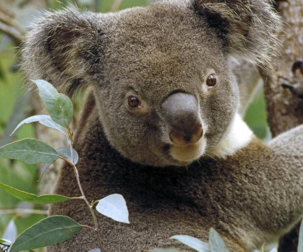 Неужели между коалами и человеком есть общее черты в строении голосового аппарата