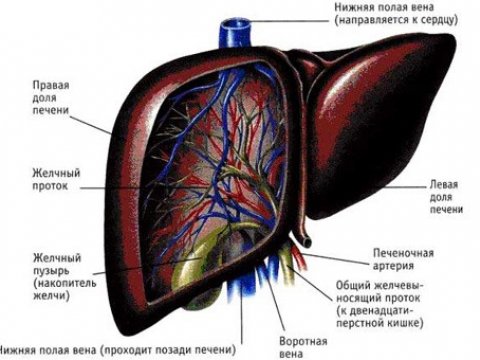 Ученым удалось дифференцировать стволовые клетки печени из стволовых клеток кожи