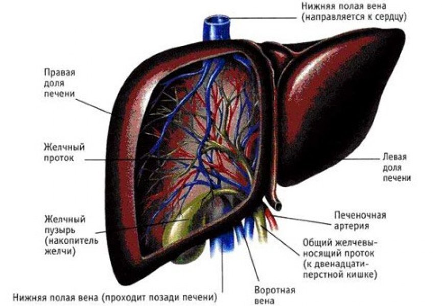 Ученым удалось дифференцировать стволовые клетки печени из стволовых клеток кожи