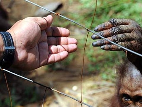 Ученые нашли отличия человека от обезьяны