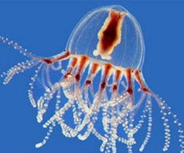Биологи подтвердили общее происхождение глаз у животных на примере медуз