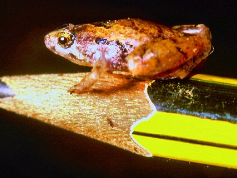 На Борнео найдена самая маленькая из лягушек известных науке